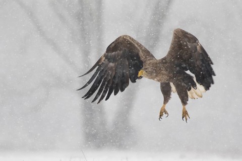White-tailed Eagle (Haliaeetus albicilla) flying, Subotica, Hungary