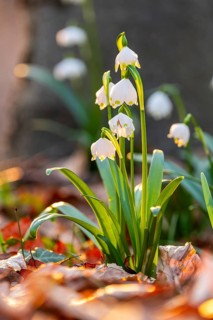 Close-up of blooming spring knot flowers (Leucojum vernum), also known as marsh fritillaries, in