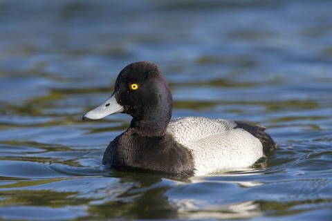 Lesser Scaup Aythya affinis Tucson, Pima County, Arizona, United States 21 February Adult Male