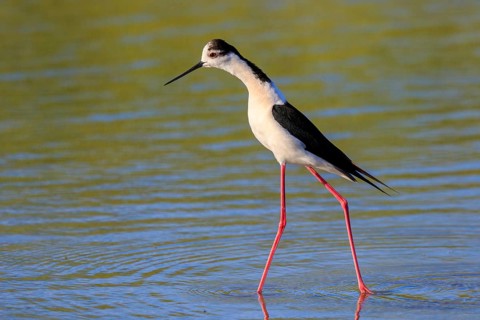 Black-winged Stilt (Himantopus himantopus), Greece