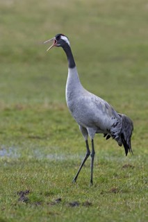 Common Crane (Grus grus), Mecklenburg-Western Pomerania, Germany