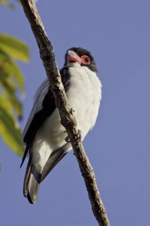 Black-tailed Tityra (Tityra cayana), Ecuador