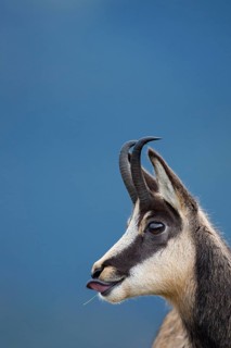Chamois (Rupicapra rupicapra) portrait, Vosges, France