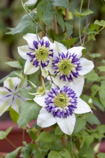 Clematis VIENNETTA®, Blumenhof Drößler, Jagsal, Brandenburg, Germany