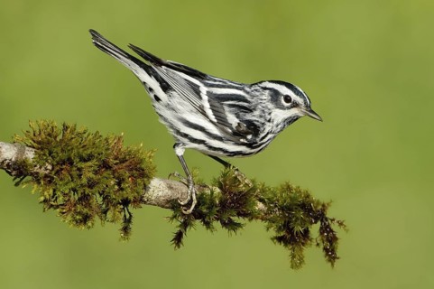 Black-and-white Warbler (Mniotilta varia), Texas, USA