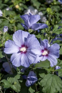 Garden marshmallow (Hibiscus syriacus 'Oiseau Bleu'), Anchers Havecenter, Boskoop, Zuid-Holland,