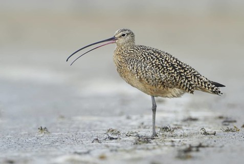 Long-billed Curlew (Numenius americanus), Alberta, Canada