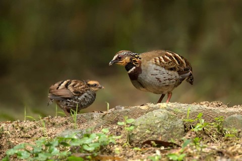 White-necklaced Partridge (Arborophila gingica) perched on the ground with chick, Fujian, China