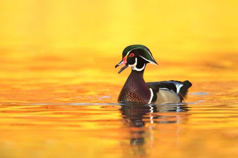 Wood Duck (Aix sponsa) male, Ohio, USA