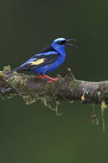 Red-legged Honeycreeper (Cyanerpes cyaneus) male singing, Costa Rica