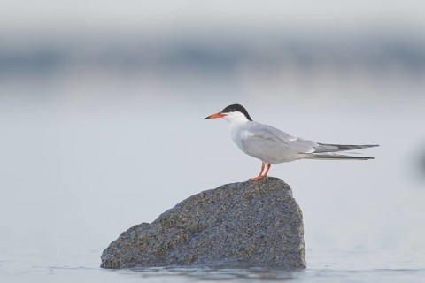 Common Tern : Plymouth Long Beach : Plymouth, MA