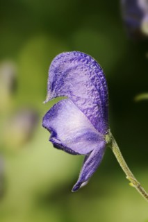 Monkshood (Aconitum napellus), flower, ornamental plant, North Rhine-Westphalia, Germany