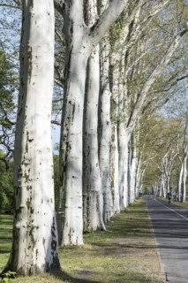 Treptower Park, plane tree (Platanus × hispanica), Puschkinallee, Anchers Havecenter, Berlin,