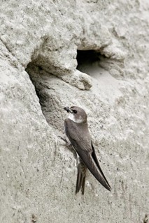 Sand martin (Riparia riparia), with food in its beak at the breeding den, Reussegg nature reserve,