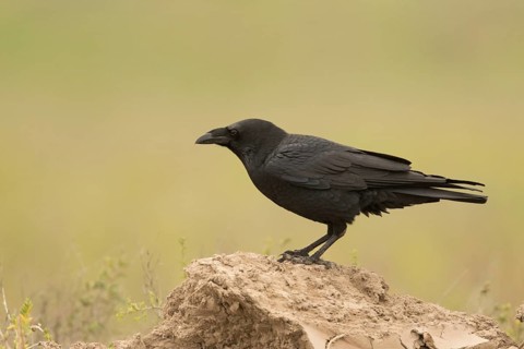 Chihuahuan Raven (Corvus cryptoleucus), Texas, USA