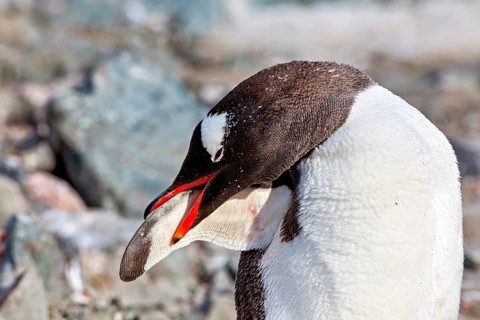 Close-up of a penguin with its head lowered, gentoo penguin (Pygoscelis papua) in the Antarctic