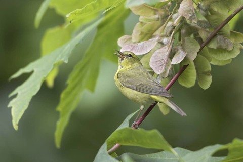Orange-crowned Warbler (Leiothlypis celata) singing, British Columbia, Canada
