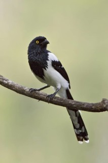 Magpie Tanager (Cissopis leverianus), Ecuador