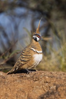 Spinifex Pigeon (Geophaps plumifera), Queensland, Australia