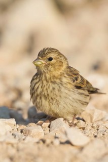 Serin - Girlitz - Serinus serinus, Croatia, juvenile