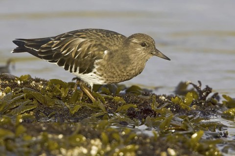 Black Turnstone (Arenaria melanocephala), British Columbia, Canada