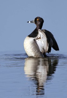 Ring-necked Duck (Aythya collaris) male, Saskatchewan, Canada