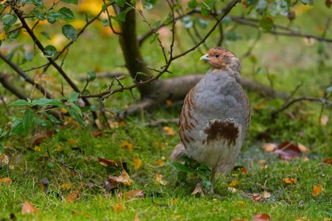 Grey Partridge (Perdix perdix), Bavaria, Germany