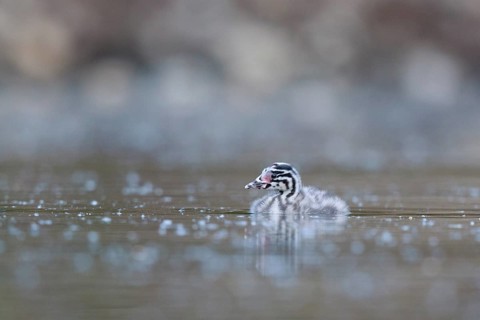 Great Crested Grebe (Podiceps cristatus) chicks, North Rhine-Westphalia, Germany