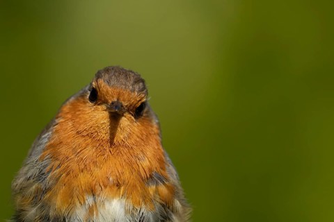 European robin (Erithacus rubecula) adult garden bird head portrait, Suffolk, England, United