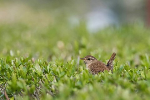 A wren (Troglodytes troglodytes) sitting in green bushes, surrounded by nature, Hesse, Germany