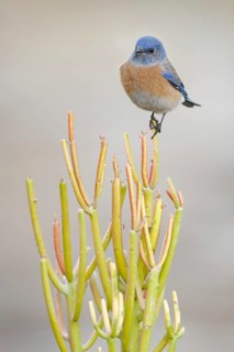 Western Bluebird (Sialia mexicana), California, USA