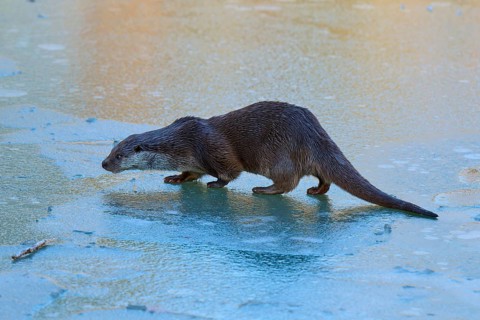 An otter running across the smooth ice surface, winter, otter (Lutra lutra), Hesse, Germany
