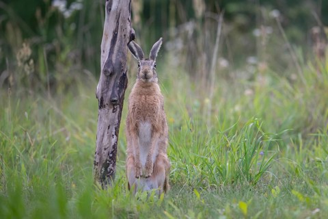 European hare (Lepus europaeus) in a forest clearing near an old pasture fence, Tyrol, Austria