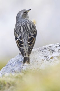 Alpine Accentor (Prunella collaris), Asturias, Spain
