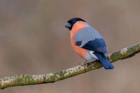 Eurasian Bullfinch (Pyrrhula pyrrhula) male perched on a branch, Lower Saxony, Germany