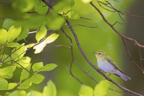 Wood Warbler (Phylloscopus sibilatrix), Lower Saxony, Germany