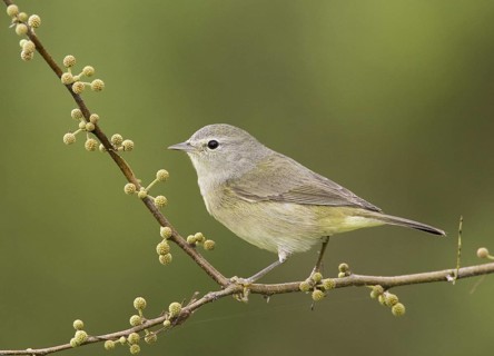 Orange-crowned Warbler (Leiothlypis celata), Texas, USA