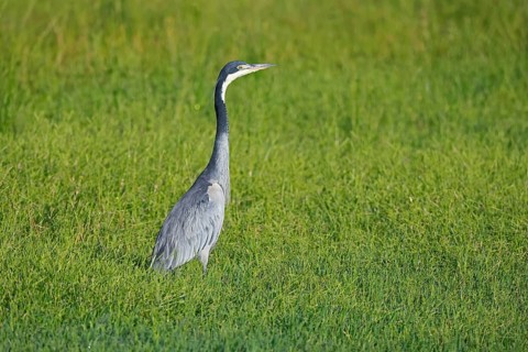 Black-necked Night Heron (Ardea melanocephala), adult, alert, in a meadow, foraging, Mountain Zebra
