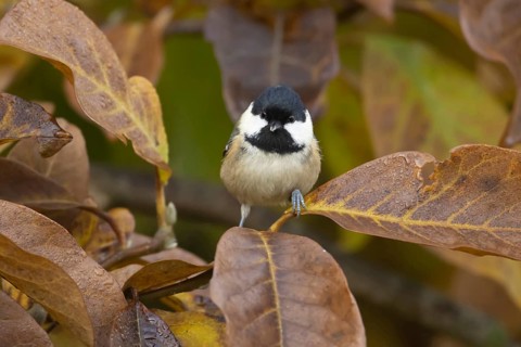 Coal tit (Periparus ater) adult garden bird amongst autumn colour leaves of a Magnolia tree,
