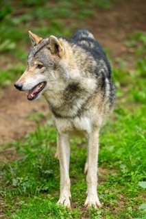 European gray wolf (Canis lupus lupus) on a meadow, Germany