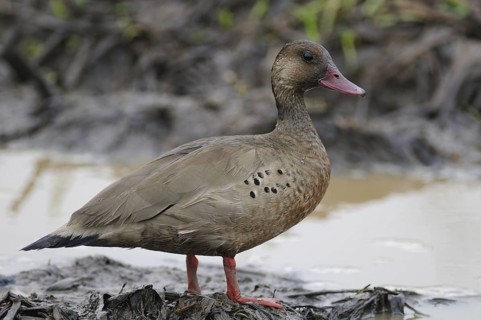 Brazilian Teal (Amazonetta brasiliensis), Pantanal, Brazil
