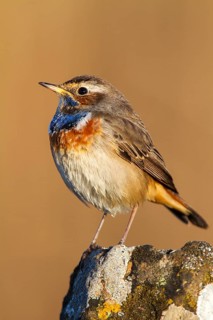 Bluethroat (Luscinia svecica cyanecula) male, Castile-La Mancha, Spain
