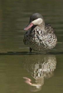 Red-billed Teal (Anas erythrorhyncha), California, USA