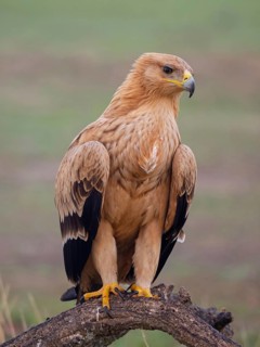 Spanish imperial eagle (Aquila adalberti), El Millaron Imperial Eagle Hid, Salorino, Extremadura