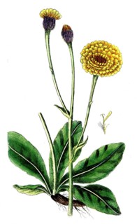 Hypochaeris maculata, Mottled piglet weed, digital reproduction of a historical original, between