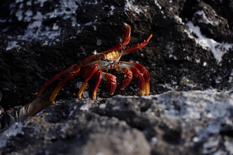 A vibrant Sally Lightfoot crab scuttles across a dark volcanic rock in the Galapagos Islands,