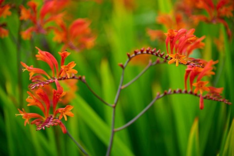 Bright orange and red flowers on a blurred green background, Montbretie, Cawdor, Nairn, Scotland,