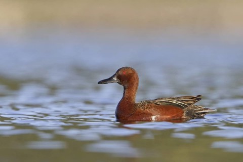 Cinnamon Teal (Spatula cyanoptera) male, British Columbia, Canada