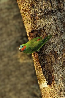 Double-eyed Fig Parrot (Cyclopsitta diophthalma) male, Queensland, Australia