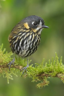 Crescent-faced antpitta (Grallaricula lineifrons) perched on a branch in Colombia, South America